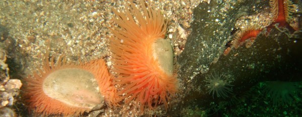 Flame shells in Loch Carron