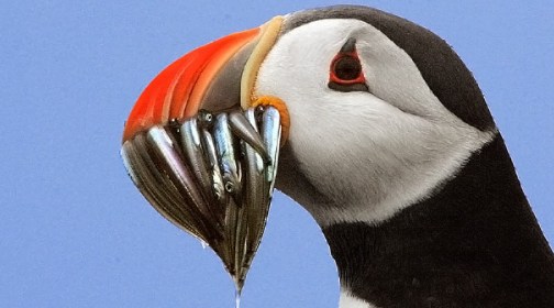 Puffin carrying sandeel in its beak